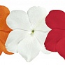 Бальзамин Уоллера (Impatiens walleriana)