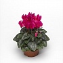 Цикламен персидский (Cyclamen persicum)