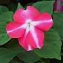 Бальзамин Уоллера ампельный (Impatiens walleriana)