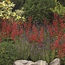 Шалфей Ремера (Salvia roemeriana)