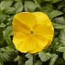Виола Виттрока (Viola wittrockiana) Виола Виттрока (Viola wittrockiana)