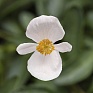 Бегония гибридная (бронзовая листва) (Begonia hybrida)