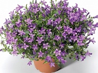 Колокольчик Портеншлага (Clockwise F1)