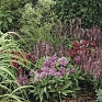 Гвоздика турецкая (Dianthus barbatus)