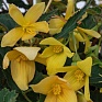 Бегония боливийская ампельная (Begonia boliviensis x hybrida)