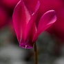 Цикламен персидский (Cyclamen persicum)