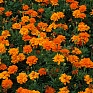 Бархатцы отклоненные (Tagetes patula) Бархатцы отклоненные (Tagetes patula)
