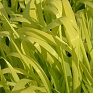 Бор развесистый (Milium effusum aureum)