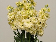 Левкой седой (Katz)