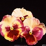 Виола Виттрока (Viola wittrockiana)