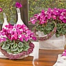 Цикламен персидский (Cyclamen persicum)