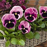 Виола Виттрока (Viola wittrockiana) Виола Виттрока (Viola wittrockiana)