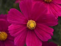 Космея дваждыперистая (Sonata)