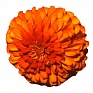 Цинния изящная (Zinnia elegans)