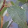 Эвкалипт тополевидный (Eucalyptus populnea) Эвкалипт тополевидный (Eucalyptus populnea)