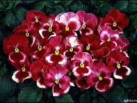 Виола Виттрока (Acquarelle F1) Виола Виттрока (Acquarelle F1)