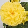 Бегония клубневая махровая (Begonia tuberhybrida)