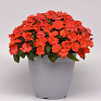 Бальзамин гибридный межвидовой (Impatiens walleriana) Бальзамин гибридный межвидовой (Impatiens walleriana)