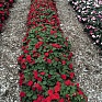 Бальзамин Уоллера (Impatiens walleriana) Бальзамин Уоллера (Impatiens walleriana)