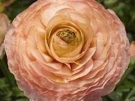 Лютик азиатский (Magic F1)