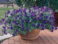 Петуния ампельная гибридная (Wave F1)