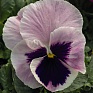 Виола виттрока (Viola wittrockiana) Виола виттрока (Viola wittrockiana)