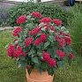 Пентас ланцетовидный (Pentas lanceolata)