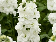 Левкой седой (Aida)