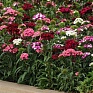 Гвоздика турецкая (Dianthus barbatus)