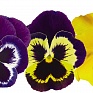 Виола виттрока (Viola wittrockiana) Виола виттрока (Viola wittrockiana)