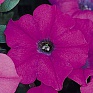 Петуния ампельная гибридная (Petunia х hybrida) Петуния ампельная гибридная (Petunia х hybrida)