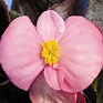 Бегония вечноцветущая (бронзовая листва) (Begonia semperflorens)