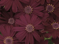 Цинерария гибридная (Venezia F1)