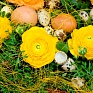 Лютик азиатский (Ranunculus asiaticus)