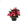 Бегония гибридная (бронзовая листва) (Begonia benariensis)
