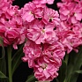 Левкой седой (Matthiola incana)