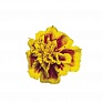 Бархатцы отклоненные (Tagetes patula) Бархатцы отклоненные (Tagetes patula)