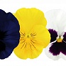 Виола виттрока (Viola wittrockiana) Виола виттрока (Viola wittrockiana)