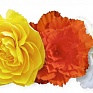 Бегония клубневая махровая ампельная (Begonia tuberhybrida) Бегония клубневая махровая ампельная (Begonia tuberhybrida)