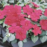 Бальзамин Уоллера (Impatiens walleriana)