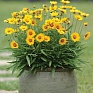 Кореопсис крупноцветковый (Coreopsis grandiflora)