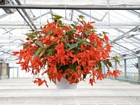 Бегония боливийская ампельная (Groovy F1)