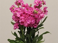 Левкой седой (Katz)