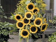 Подсолнечник летний (Solara F1)