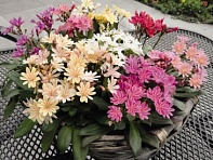 Левизия (Elise)