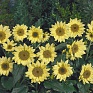 Подсолнечник летний (Helianthus annuus)