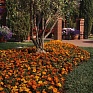 Бархатцы отклоненные (Tagetes patula)