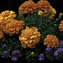 Бархатцы отклоненные (Tagetes patula) Бархатцы отклоненные (Tagetes patula)