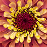 Цинния изящная (Zinnia elegans)
