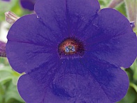 Петуния ампельная гибридная (Trilogy F1)